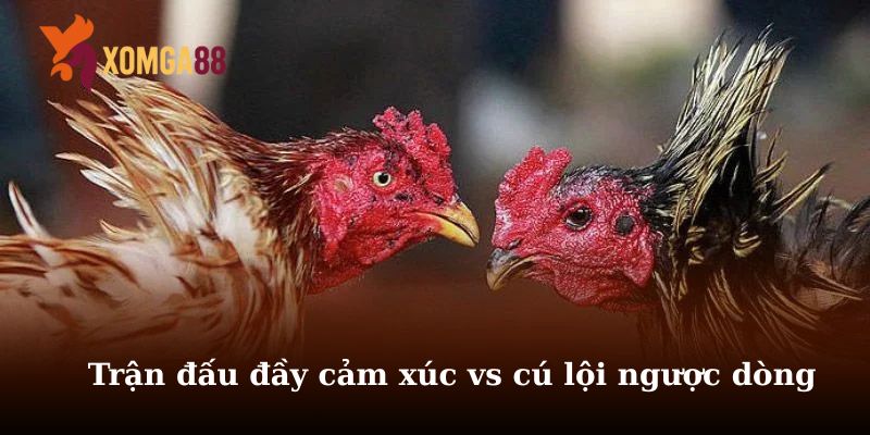 Trận gà 5 triệu mà hú vía như đá 50 triệu
