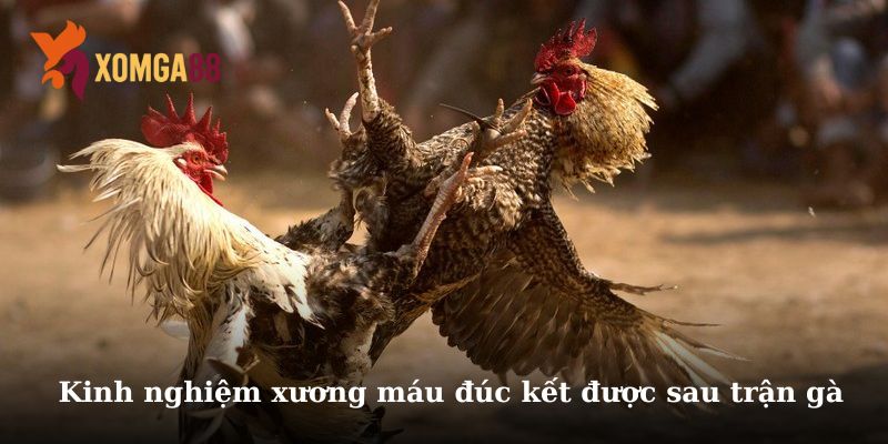 Trận gà 5 triệu mà hú vía như đá 50 triệu