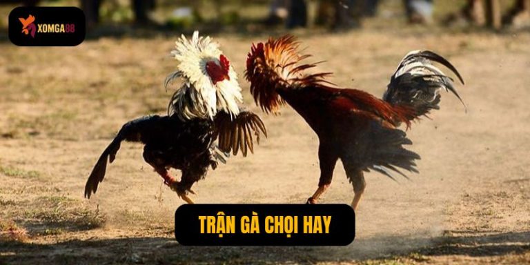 Trận gà chọi hay