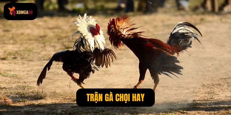 Trận gà chọi hay