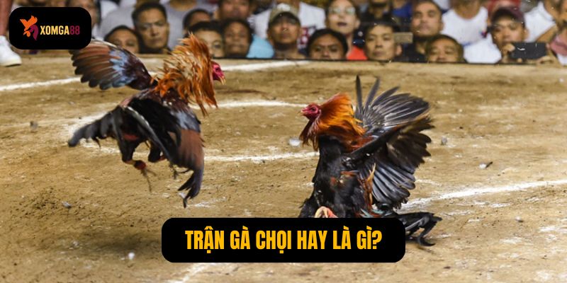 Trận gà chọi hay