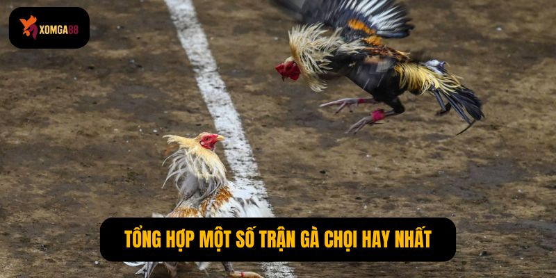 Trận gà chọi hay