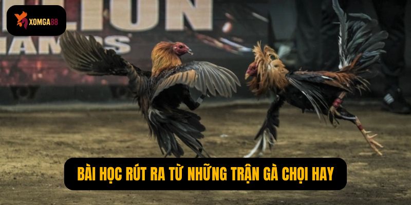 Trận gà chọi hay