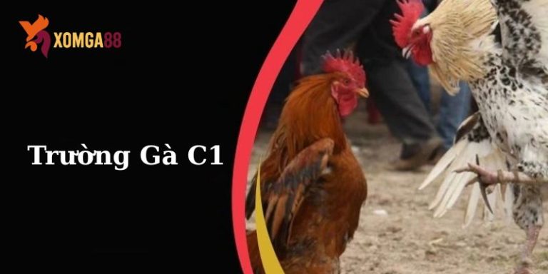 trường gà c1