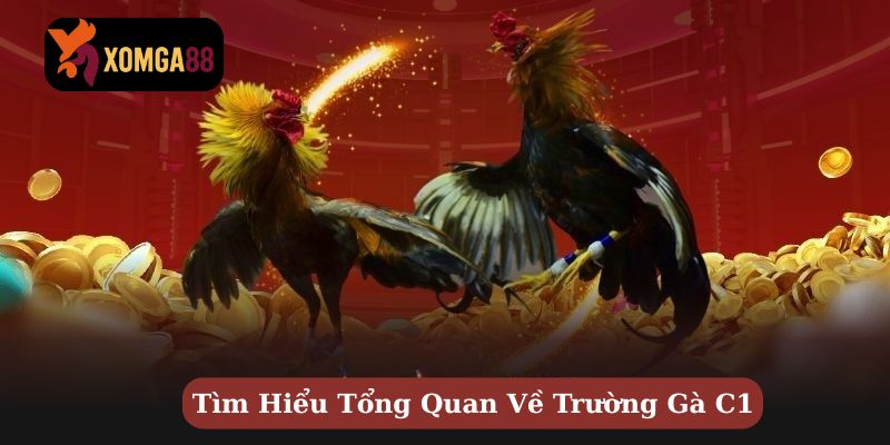 trường gà c1
