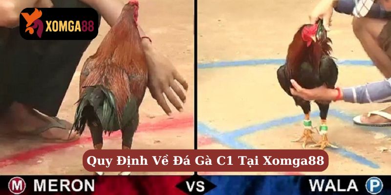 trường gà c1