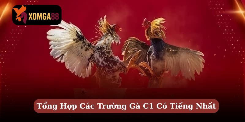 trường gà c1