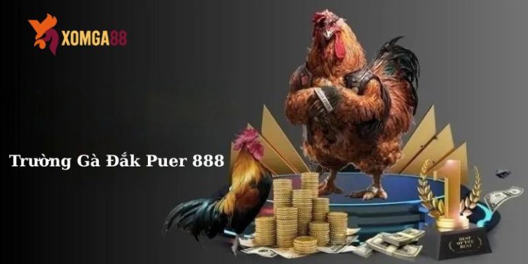 trường gà đắk puer 888