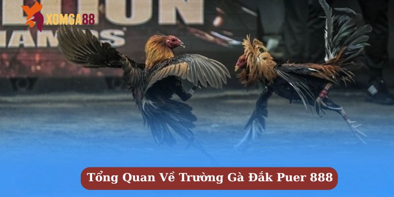 trường gà đắk puer 888