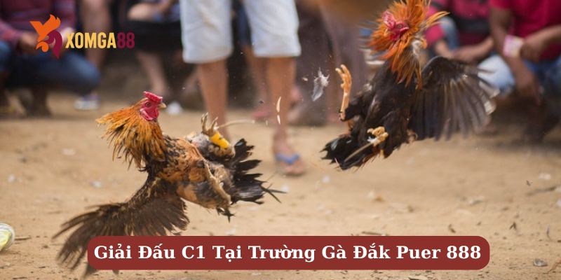 trường gà đắk puer 888