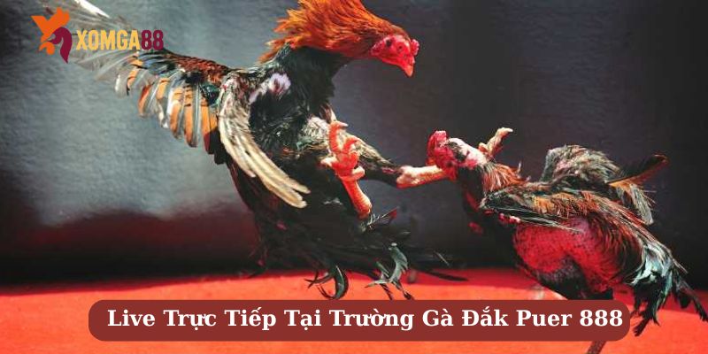 trường gà đắk puer 888