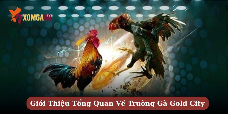 trường gà gold city