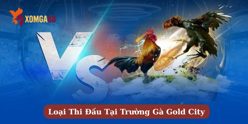 trường gà gold city