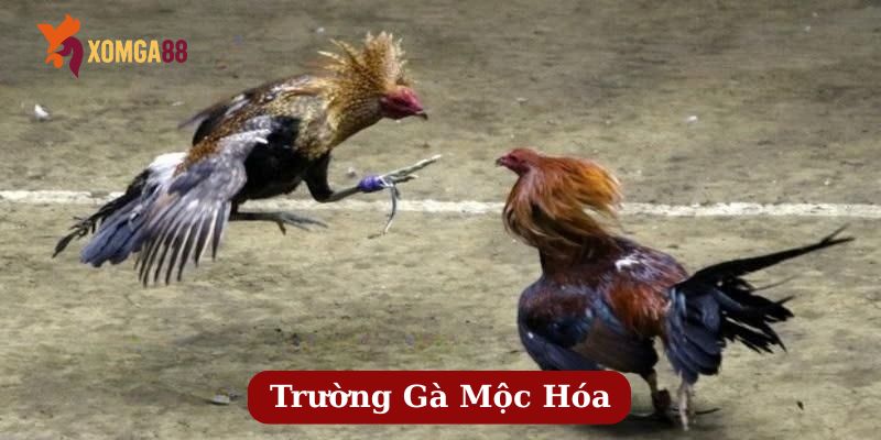 trường gà mộc hóa