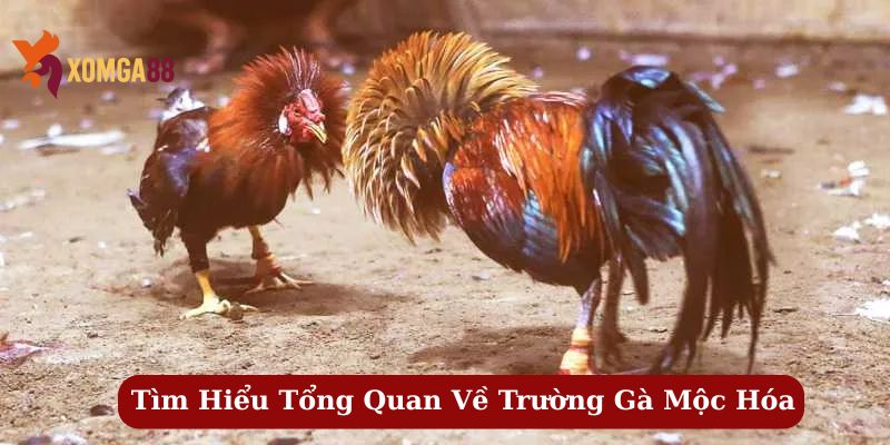 trường gà mộc hóa