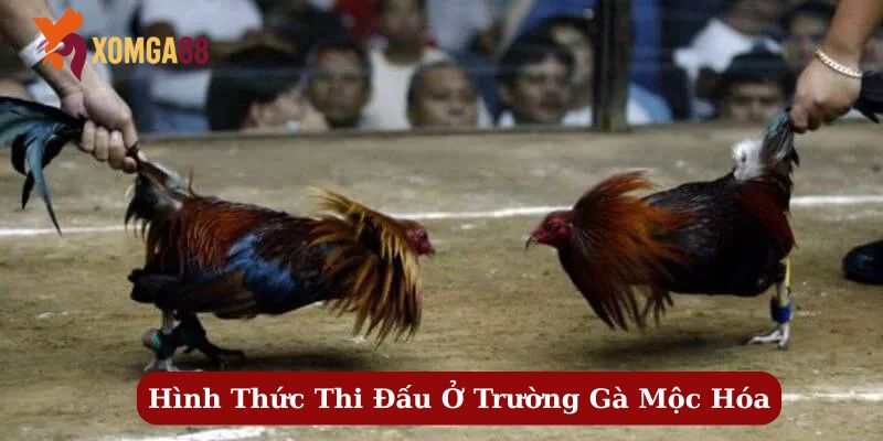 trường gà mộc hóa
