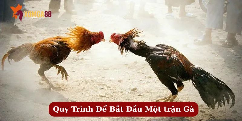 trường gà mộc hóa