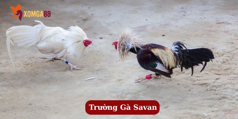 trường gà savan