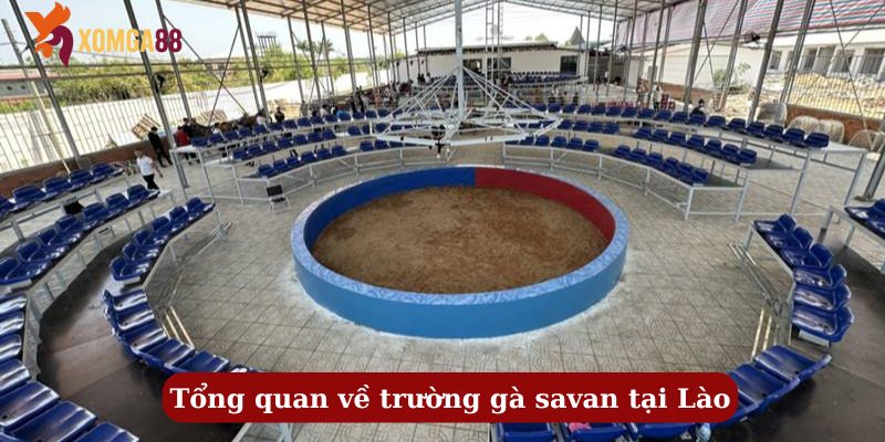 trường gà savan