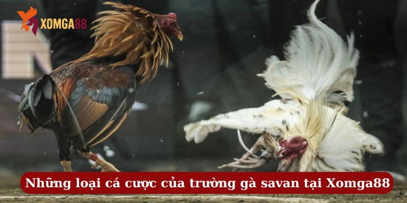trường gà savan