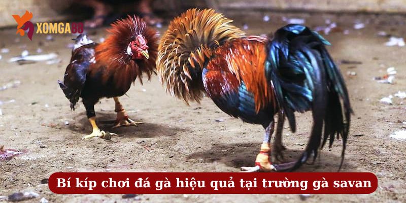 trường gà savan