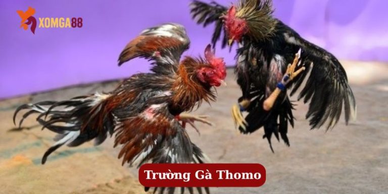 trường gà thomo