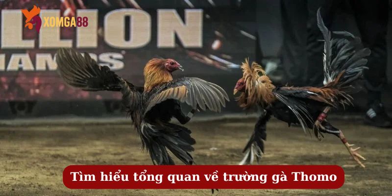 trường gà thomo