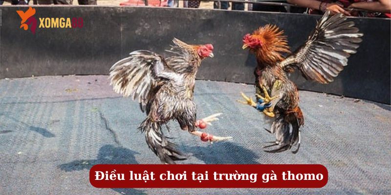 trường gà thomo