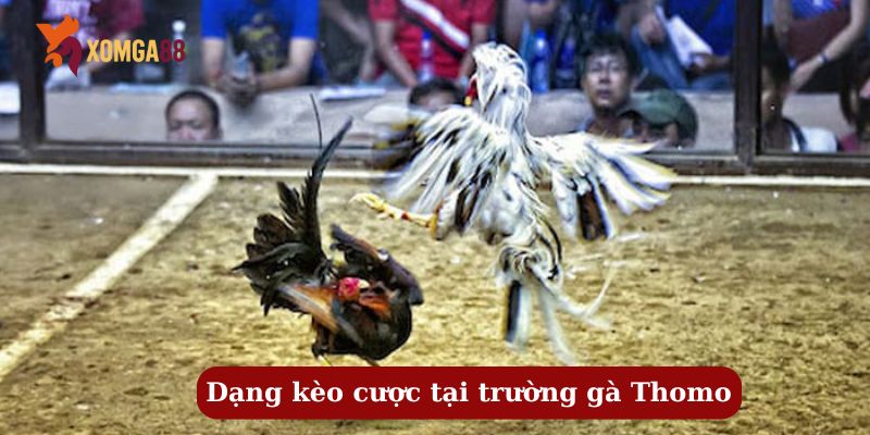 trường gà thomo