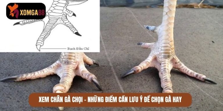 xem chân gà chọi