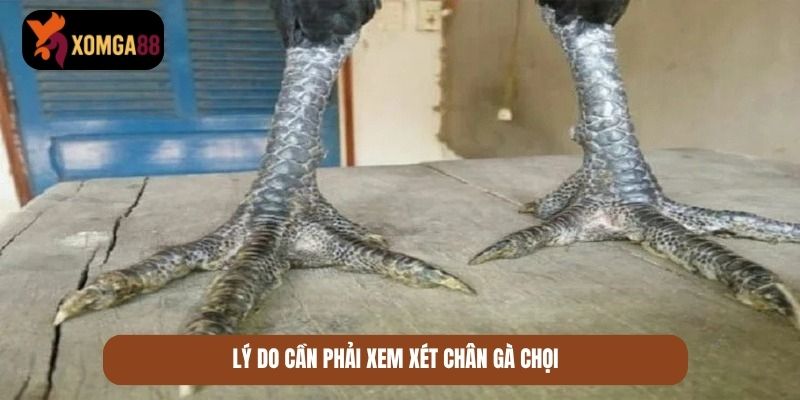 xem chân gà chọi