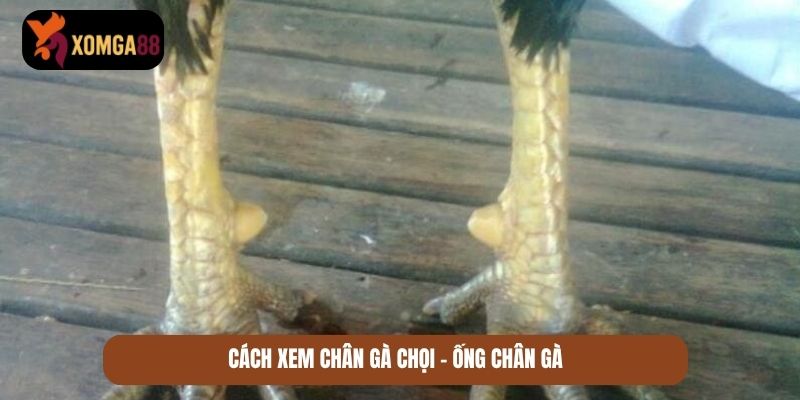 xem chân gà chọi