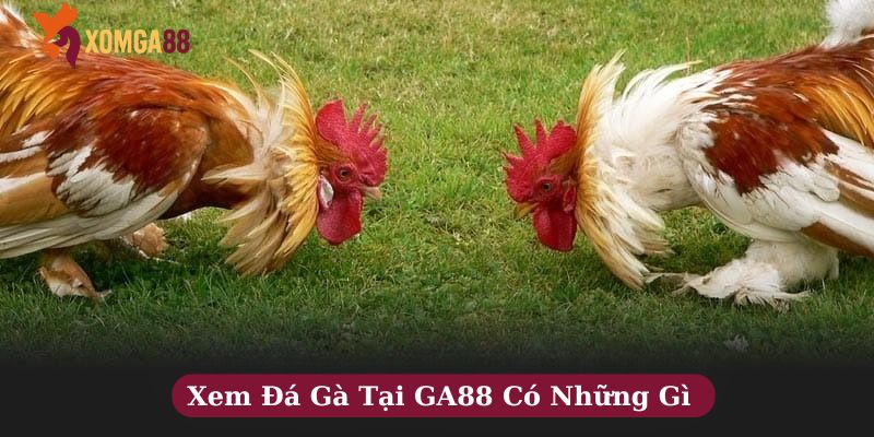 Xem đá gà
