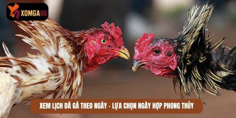 xem lịch đá gà theo ngày