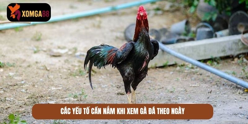 xem lịch đá gà theo ngày