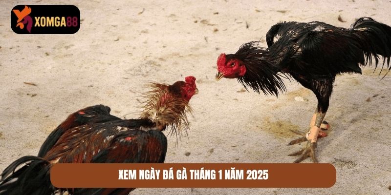 xem lịch đá gà theo ngày