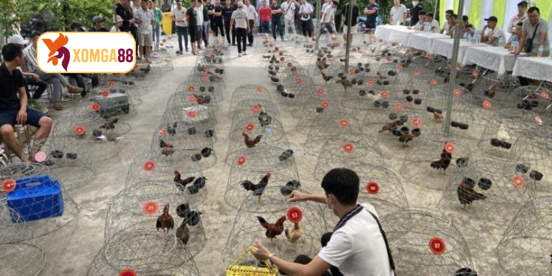 Kể chuyện đá gà, cách nuôi gà chọi