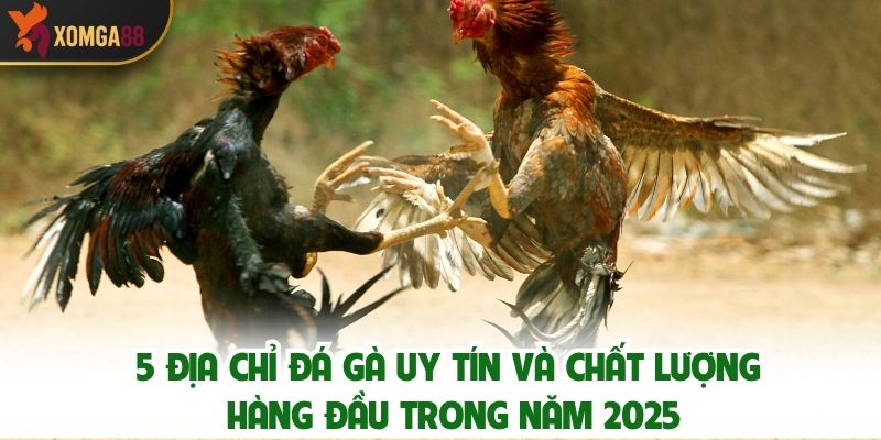 5 Địa Chỉ Đá Gà Uy Tín Và Chất Lượng Hàng Đầu Trong Năm 2025