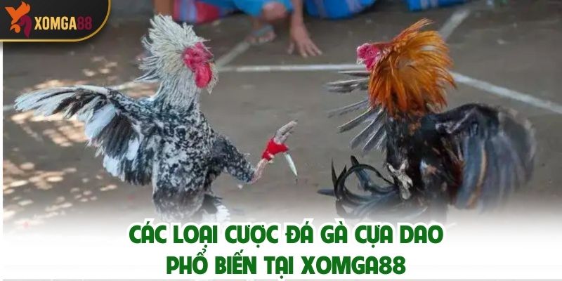 Các Loại Cược Đá Gà Cựa Dao Phổ Biến Tại XOMGA88