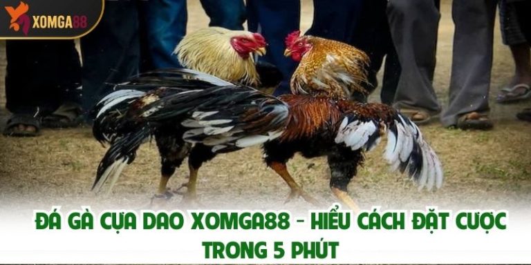 Đá Gà Cựa Dao XOMGA88 - Hiểu Cách Đặt Cược Trong 5 Phút