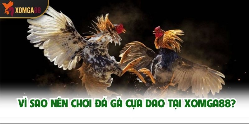 Vì Sao Nên Chơi Đá Gà Cựa Dao Tại XOMGA88?