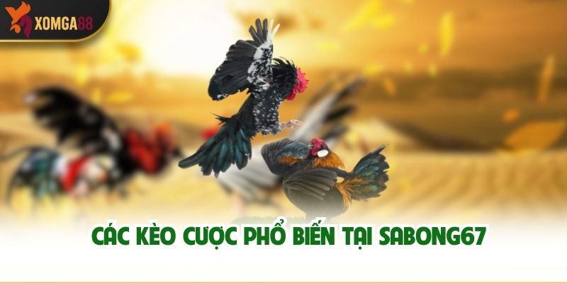 Các kèo cược phổ biến tại Sabong67