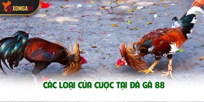 Các Loại Cửa Cược Tại Đá Gà 88