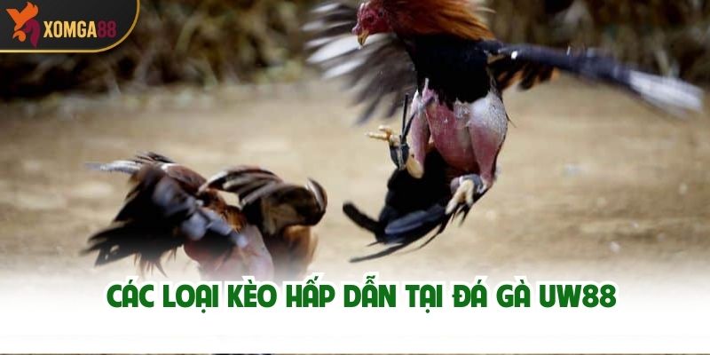 Các loại kèo hấp dẫn tại Đá Gà UW88