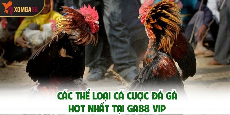 Các Thể Loại Cá Cược Đá Gà Hot Nhất Tại GA88 VIP