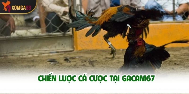 Chiến Lược Cá Cược Tại GACAM67