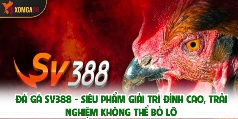 Review Đá Gà SV388 - Siêu Phẩm Giải Trí Đỉnh Cao, Trải Nghiệm Không Thể Bỏ Lỡ