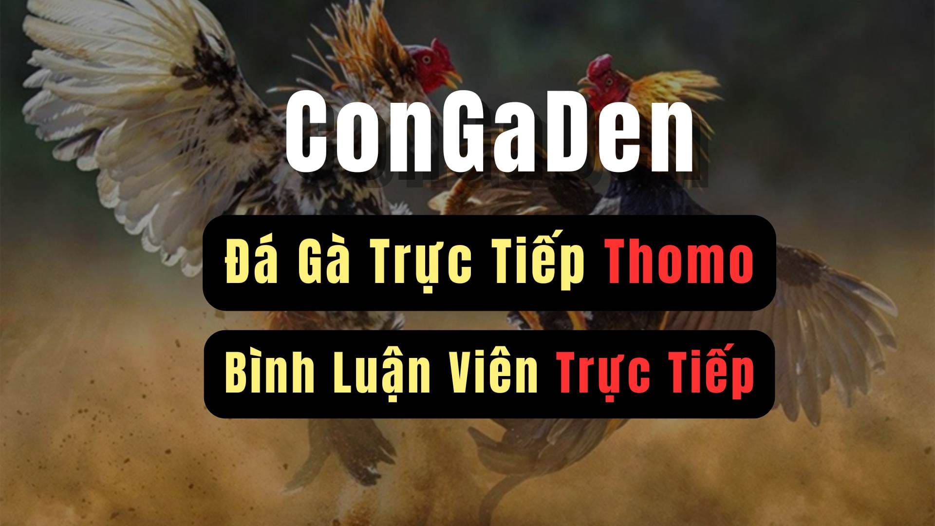 Đánh Giá ConGaDen - Đấu Trường Cá Cược Đá Gà Đỉnh Cao