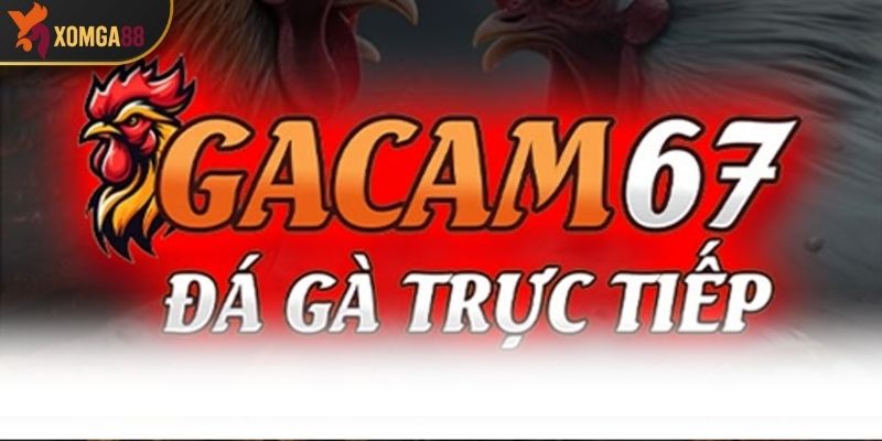 Đánh Giá GACAM67 - Đấu Trường Đá Gà Đỉnh Cao Với Trải Nghiệm Cực Mới Lạ