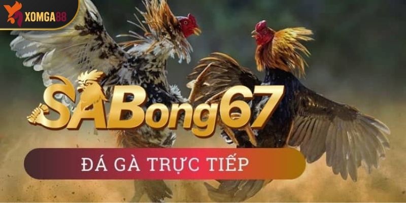 Đánh giá Sabong67 – Sân chơi đẳng cấp cho người đam mê đá gà